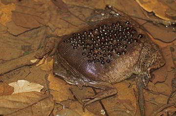 Андрей Крамар: Лягушки издревле вызывают у людей внутреннюю оторопь, переходящую в отвращение