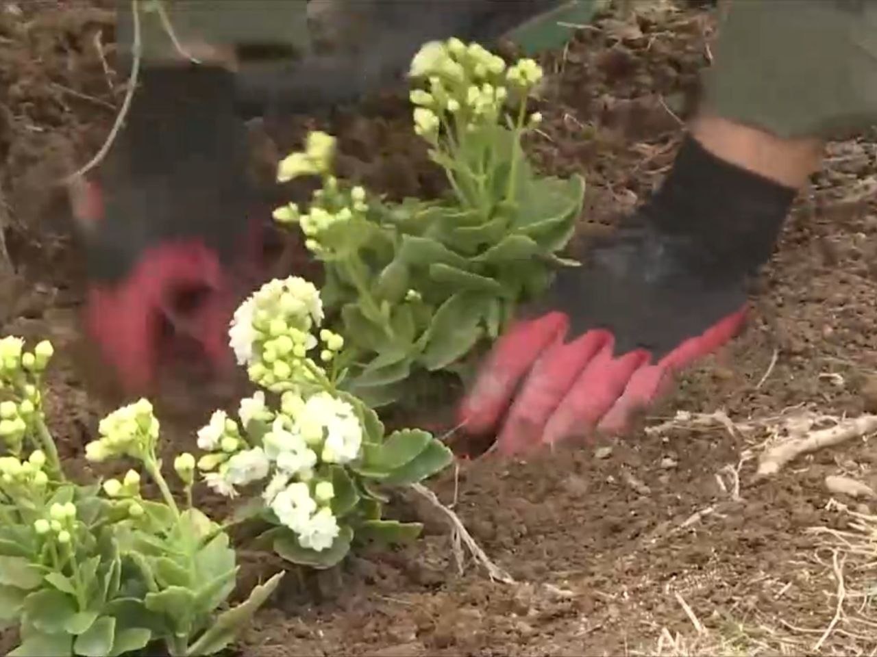 Тегеран в цветах. Несмотря на разрушительную американо-израильскую войну в Иране, иранцы не забыли о красоте своих городов