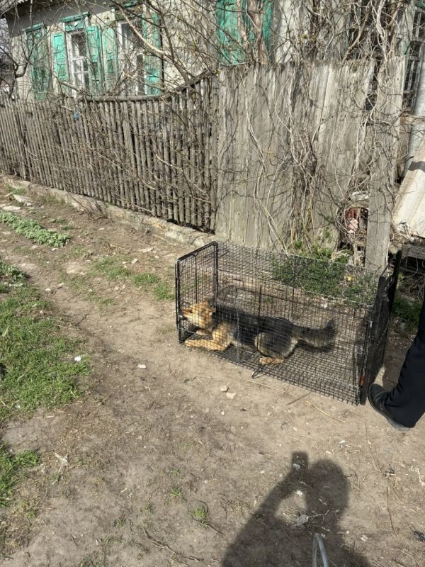 В Амвросиевском муниципальном округе ведётся работа по отлову безнадзорных животных В Амвросиевском муниципальном округе ведётся работа по отлову безнадзорных животных