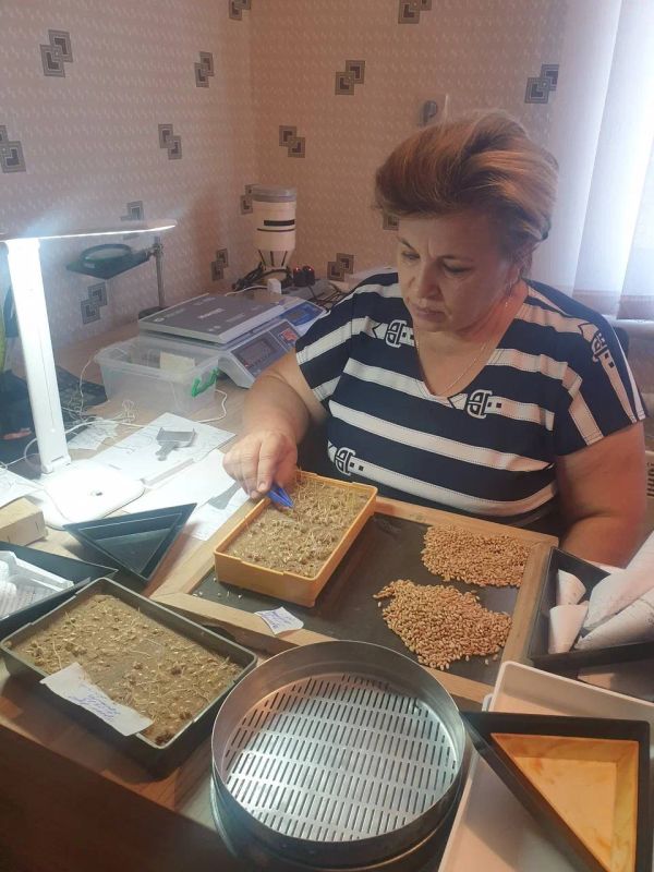 Ратник и другие сорта яровых культур проверяют в Мангушской лаборатории Россельхозцентра Ратник и другие сорта яровых культур проверяют в Мангушской лаборатории Россельхозцентра