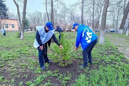 В Амвросиевке высадили березы, сосны и ели в рамках акции «Сад памяти»