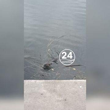 � ���� ������� �� ���������� �������������� ����� ��. ������ �������� ������