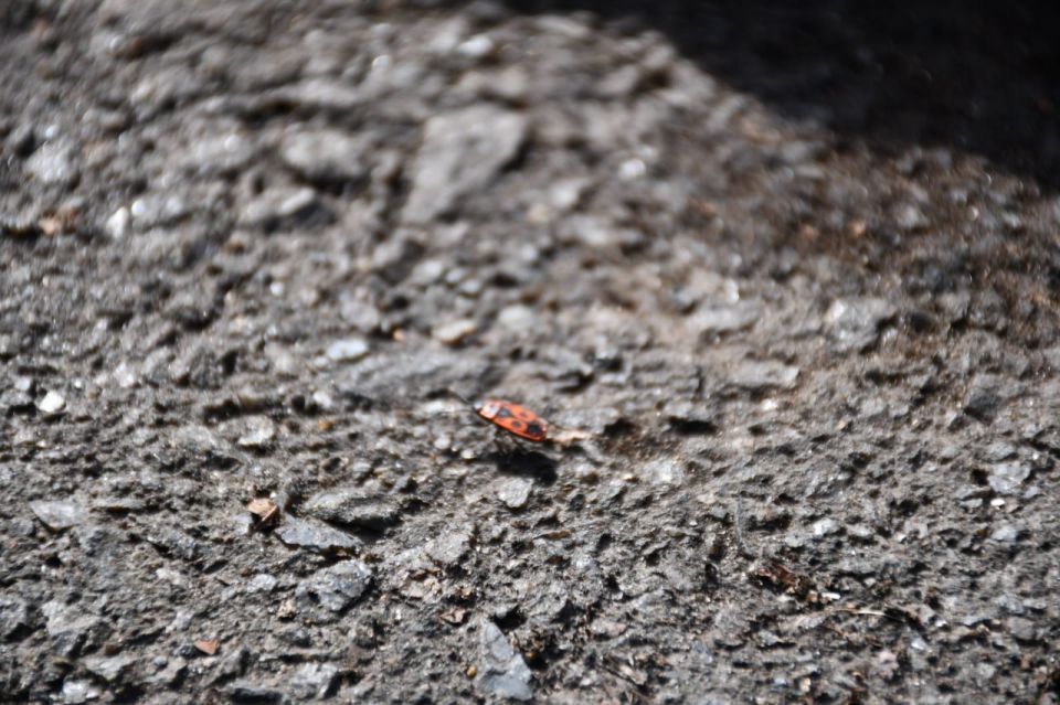 ������������� ��������. 01 ������ � ���������� ������� � ������������, ����� ��� ������������ �������, ���� ������� ��������� �����