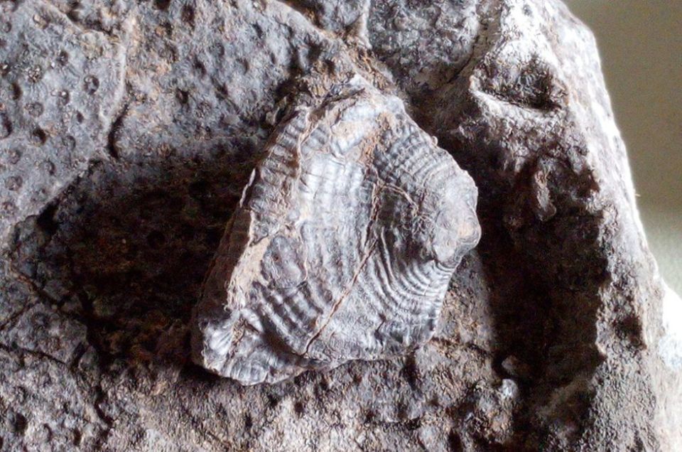 В ДНР оценили состояние памятников природы