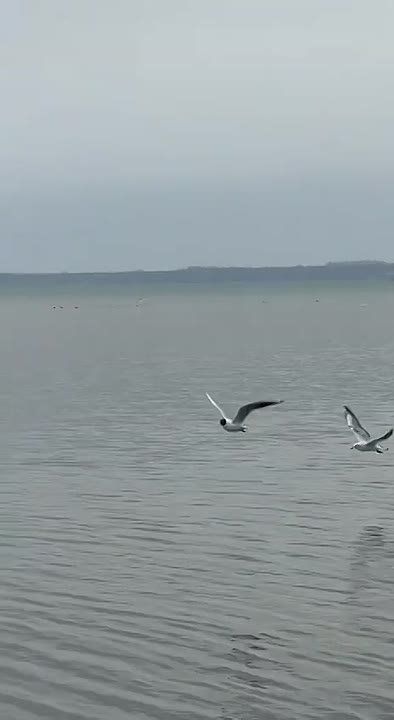 «Если бы Зеленский правда принял решение о выводе войск из Донбасса, это открыло бы перспективы для урегулирования многих вопросов и позволило бы рассмотреть вопрос о прекращении боевых действий»