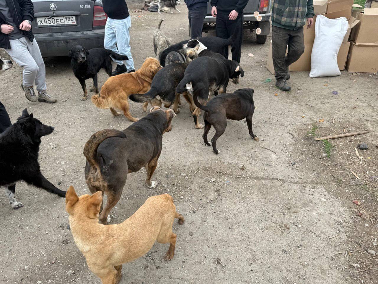 Молодые сторонники партии Мангушского округа начали свою деятельность с заботы о бездомных животных Молодые сторонники партии Мангушского округа начали свою деятельность с заботы о бездомных животных