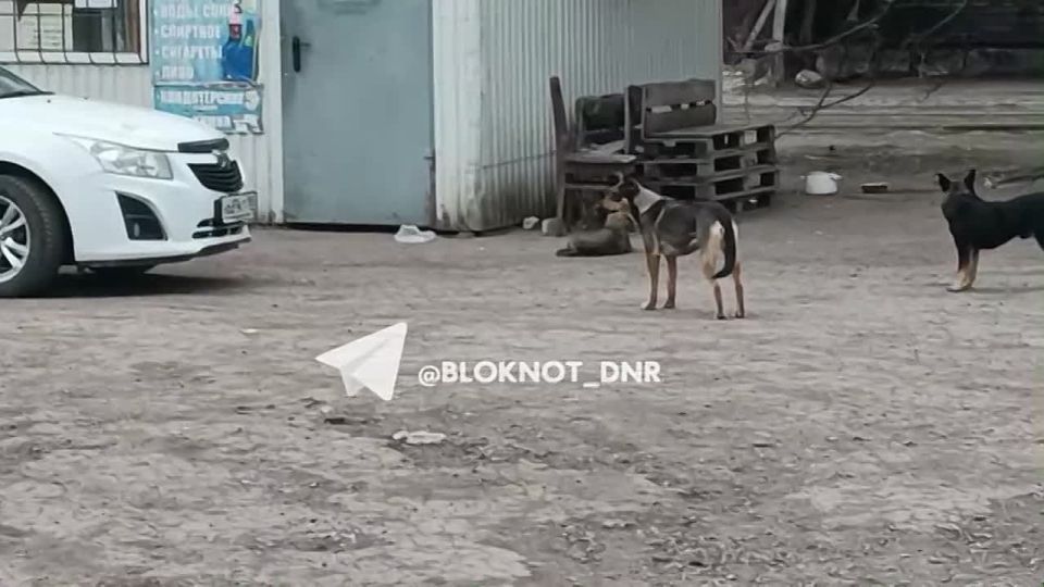 Еще одна стая «стерилизованных» собак на ул. Королевой в Кировском районе Донецка