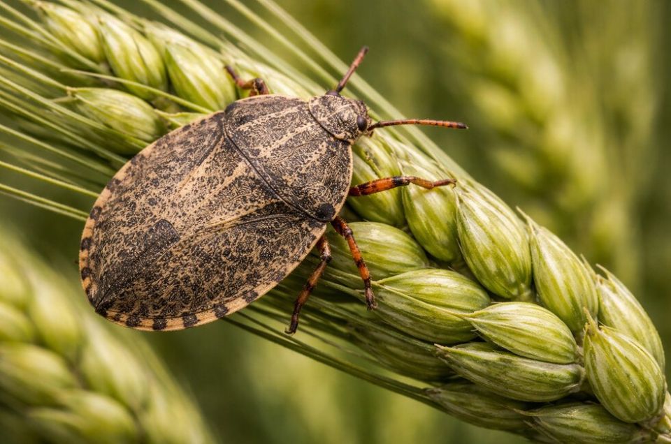 Вредная черепашка и ее друзья: эксперты предупредили об опасности для посевов