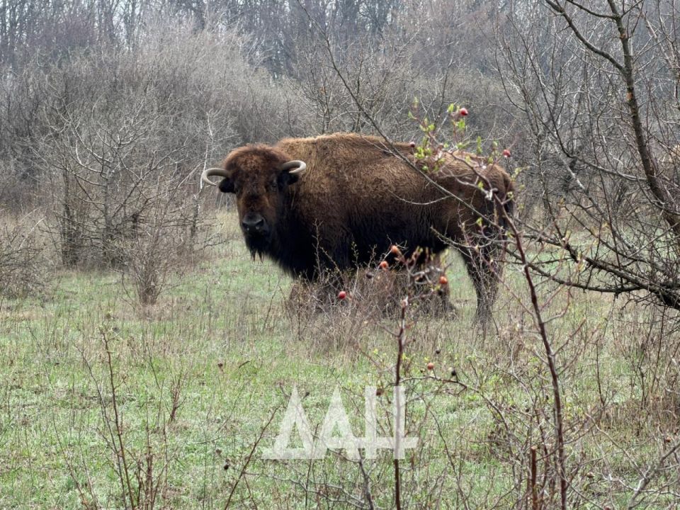 Популяция бизонов на востоке ДНР насчитывает 15 особей Популяция бизонов на востоке ДНР насчитывает 15 особей