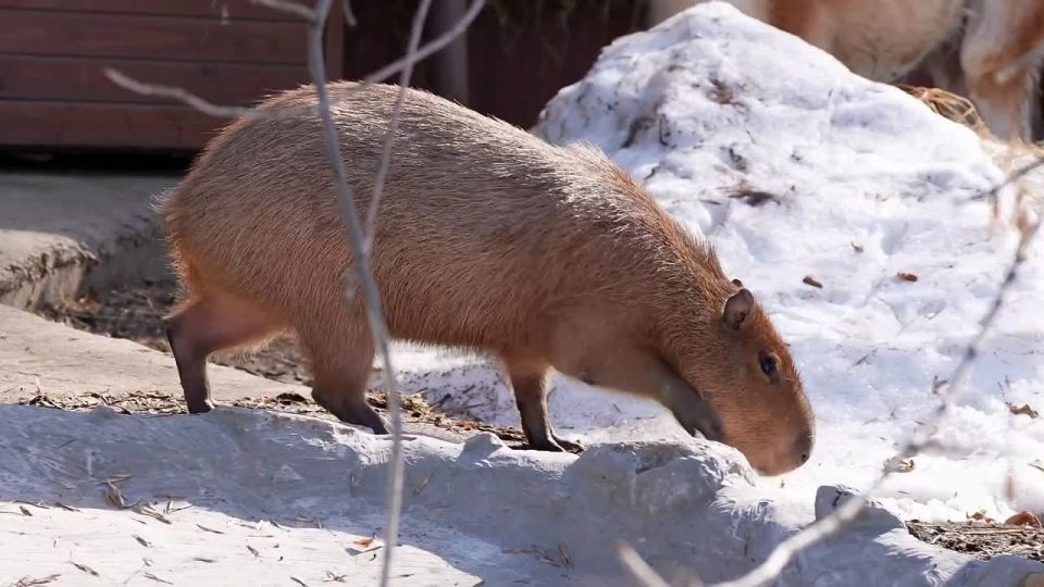 � ���������� �������� ������� ��������� �� �������� ��������