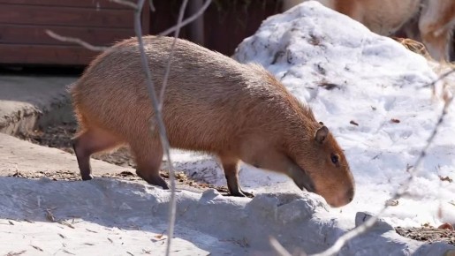 � ���������� �������� ������� ��������� �� �������� ��������