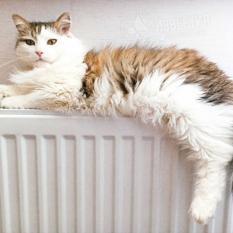 � ��� ����������� ������������ �����