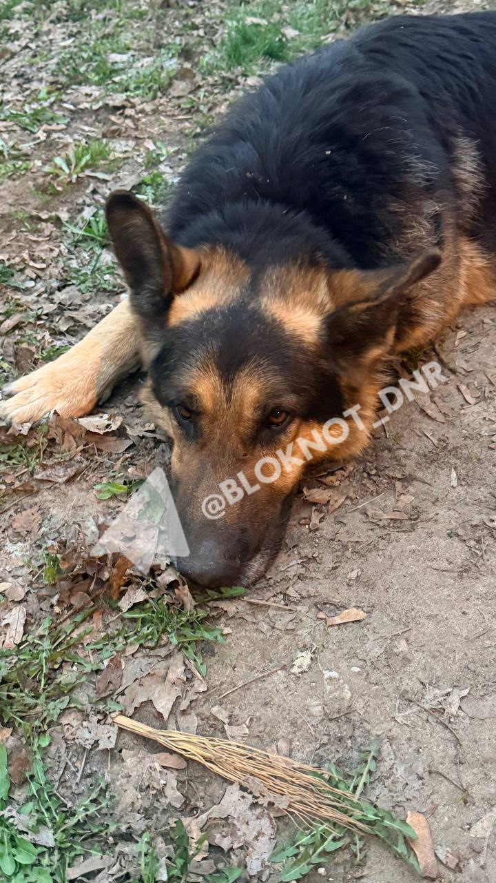 «Донецкий Хатико» потерялся в Калининском районе столицы ДНР: хозяева, вы где? «Донецкий Хатико» потерялся в Калининском районе столицы ДНР: хозяева, вы где?