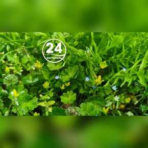 В пригороде Мариуполя распустились полевые цветы