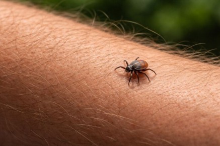 Укус мутанта. Врач Ласеева объяснила, как спасаться от жутких кровососов