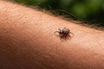 Укус мутанта. Врач Ласеева объяснила, как спасаться от жутких кровососов