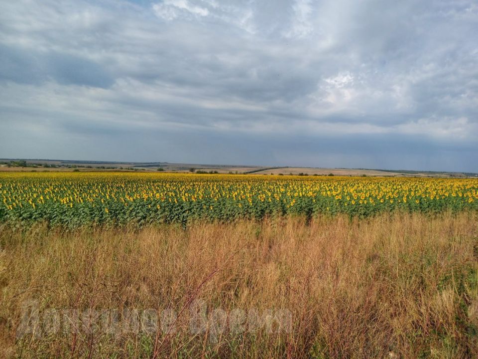 Нашествие тли, огневка и гниль: урожай подсолнечника в ДНР может оказаться под угрозой