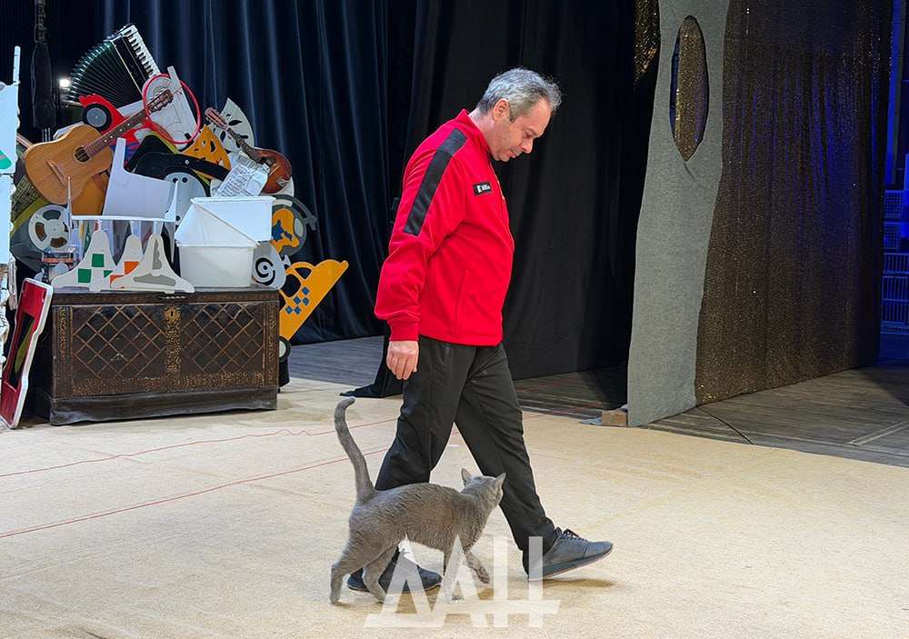 Театр кошек Куклачева впервые выступил с большой программой в Донецке 4 апреля Театр кошек Куклачева впервые выступил с большой программой в Донецке 4 апреля