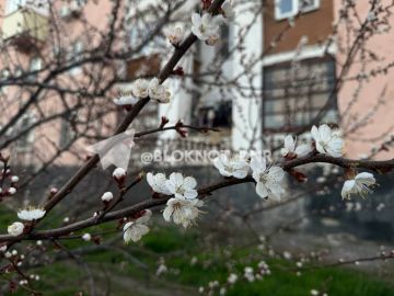 На улицах Донецка заметили цветущий абрикос