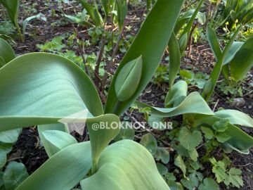 В Донецке на днях уже распустятся тюльпаны