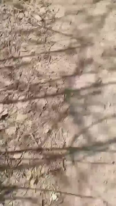 � �������� �������� ���� �������������