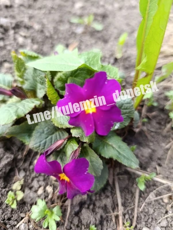 Апрель — время, когда природа просыпается, а любимый Дончанами парк им. А.С. Щербакова превращается в настоящий цветущий сад! Апрель — время, когда природа просыпается, а любимый Дончанами парк им. А.С. Щербакова превращается в настоящий цветущий сад!