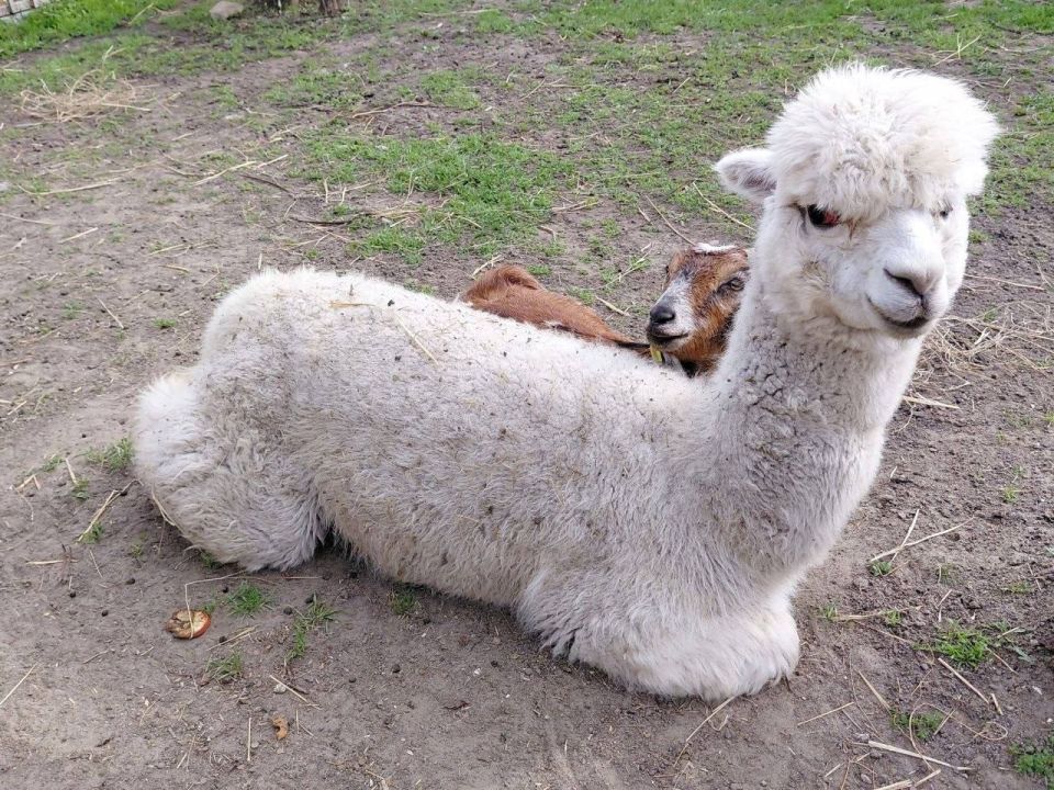 � ������������� �������� ���������� �������