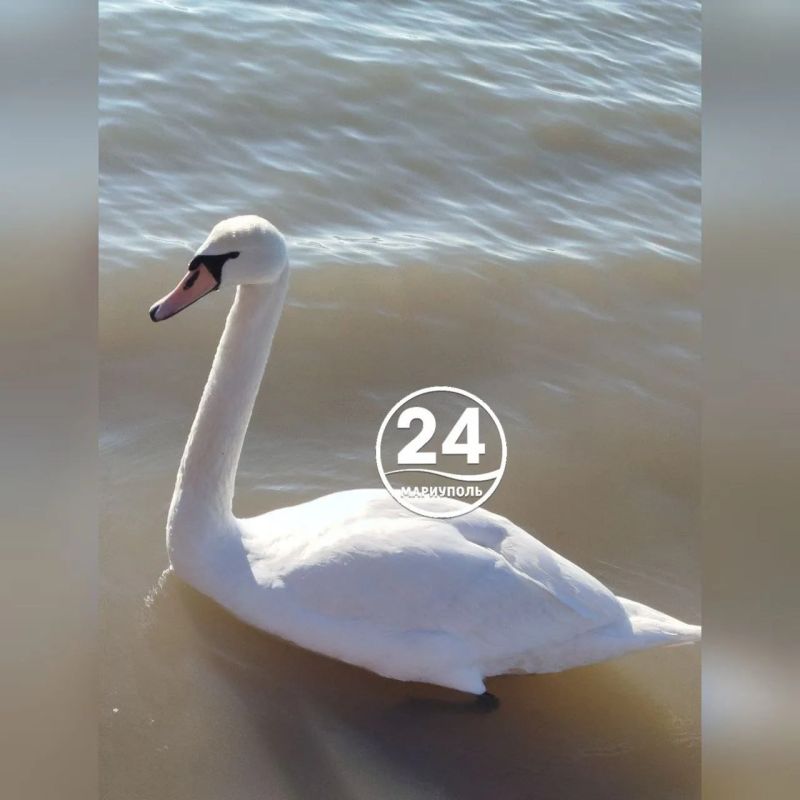 С добрым утром, Мариуполь!