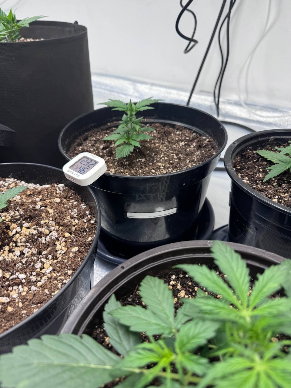 Полицейские пресекли незаконное культивирование наркосодержащих растений