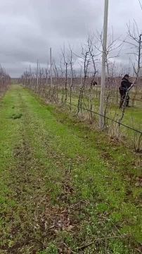 Завершается зимне-весенняя обрезка суперинтенсивного сада в предприятии