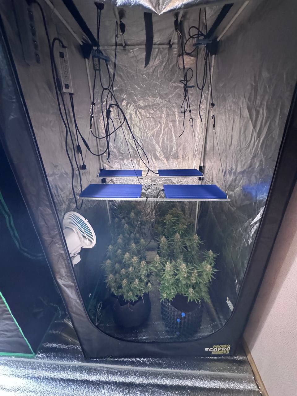 Полицейские пресекли незаконное культивирование наркосодержащих растений Полицейские пресекли незаконное культивирование наркосодержащих растений