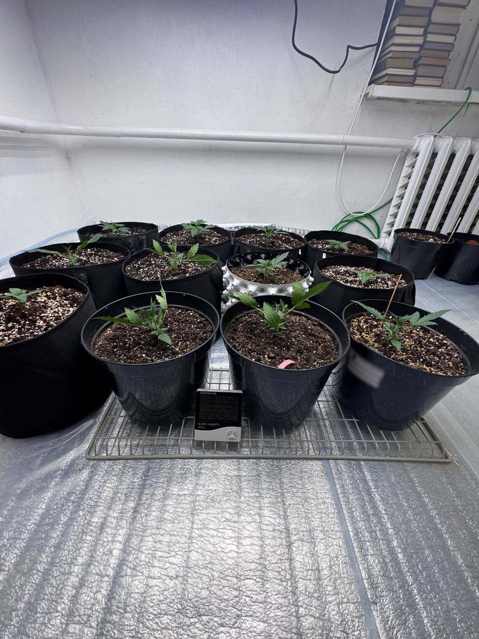 Полицейские пресекли незаконное культивирование наркосодержащих растений Полицейские пресекли незаконное культивирование наркосодержащих растений