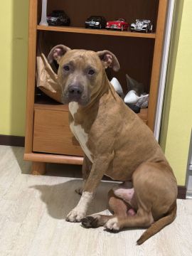 Хозяев потерянного собакена ищут в Донецке на Панфилова