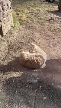 Манул Тимофей радуется прекрасной погоде