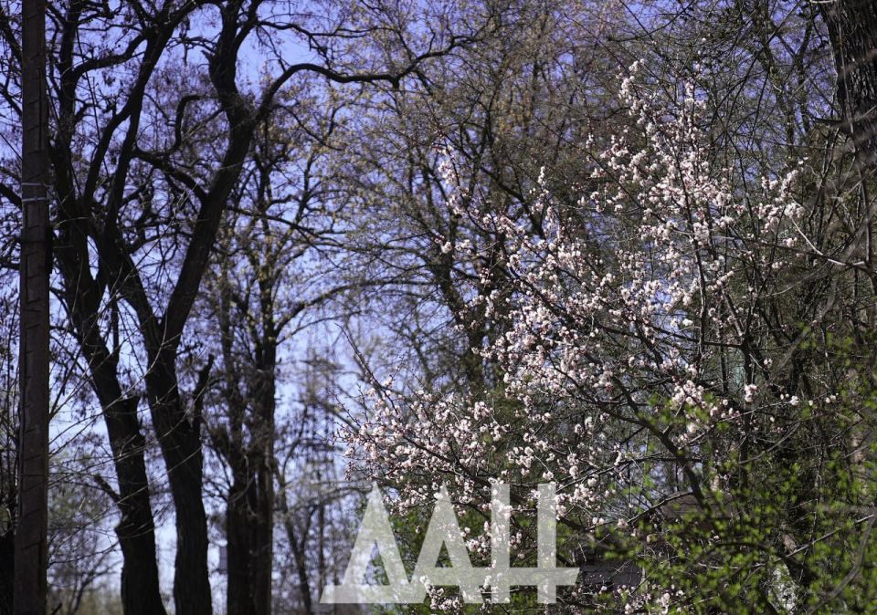 Хрупкая красота. В ДНР цветение абрикосов пришлось на ночные заморозки