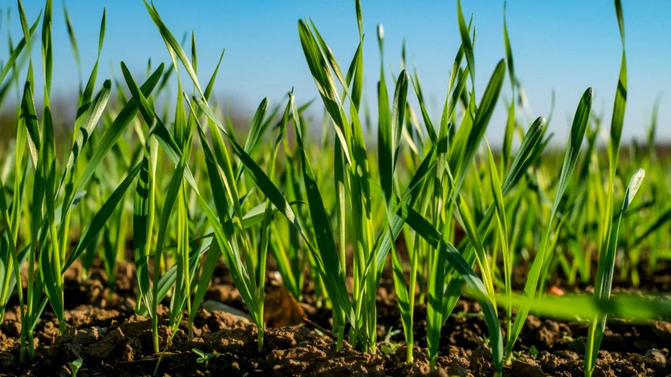 По оперативным данным, в сельскохозяйственных предприятиях ДНР состояние озимых культур под урожай 2026 года в целом оценивается как стабильное