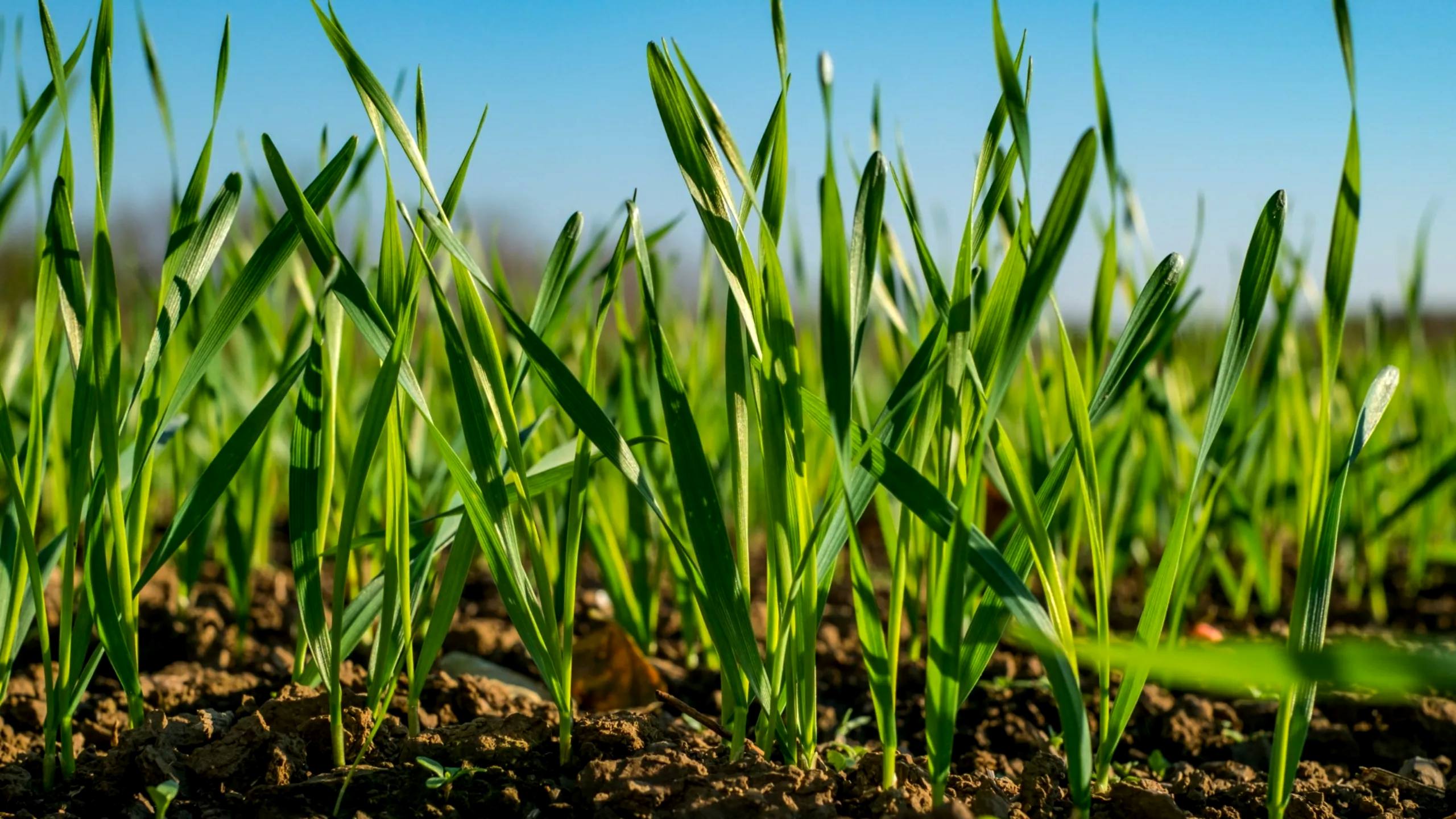 По оперативным данным, в сельскохозяйственных предприятиях ДНР состояние озимых культур под урожай 2026 года в целом оценивается как стабильное