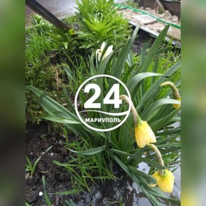 Выпавший в Мариуполе град побил цветы