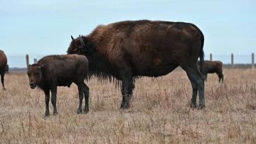 «Беглецы» вернулись в стадо: Американские бизоны, которые выходили на автодорогу в ДНР, вернулись к сородичам