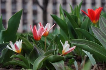 11 ������ � �������:. ���������� ����������, ��������� �����