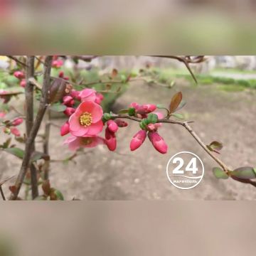 � ��������� �������� ���� ��������