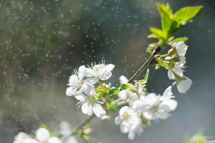 Сергей Желновач: Гидрометцентр сообщает. 14 апреля в Республике переменная облачность, ночью без существенных осадков, днем местами небольшой дождь