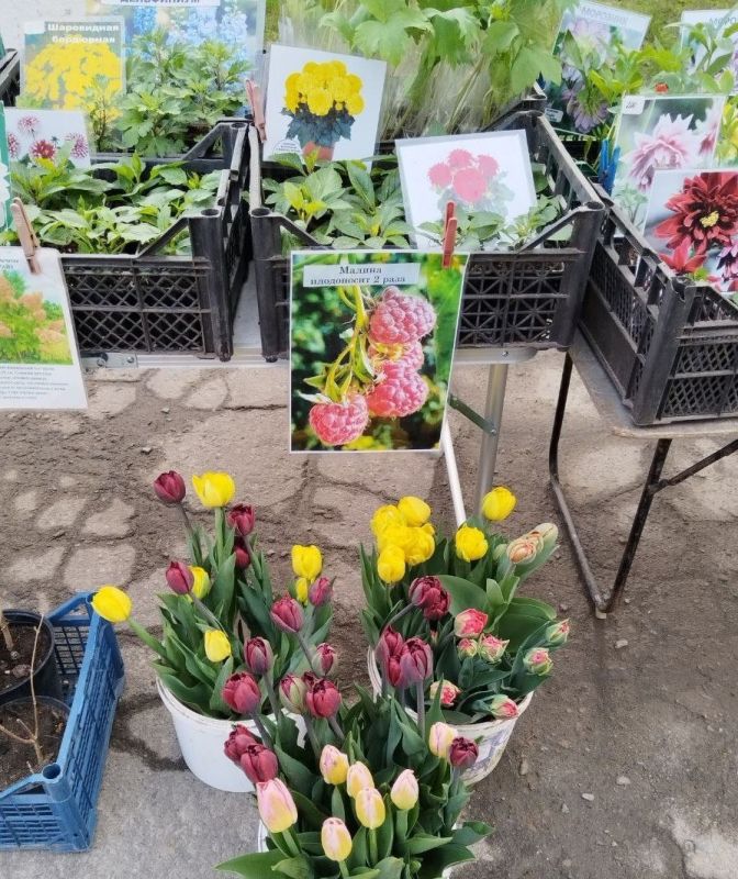 Апрельская ярмарка в Ждановке Апрельская ярмарка в Ждановке