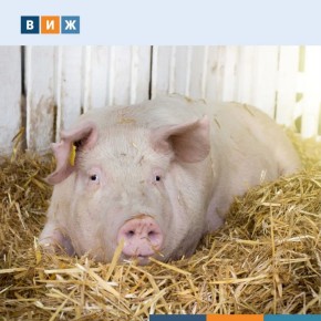 �������� ������: ��� ���������� �������� ��������������� � ����