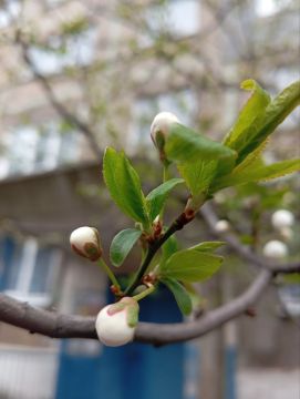 Сергей Желновач: Гидрометцентр сообщает. 16 апреля в Республике переменная облачность, без существенных осадков