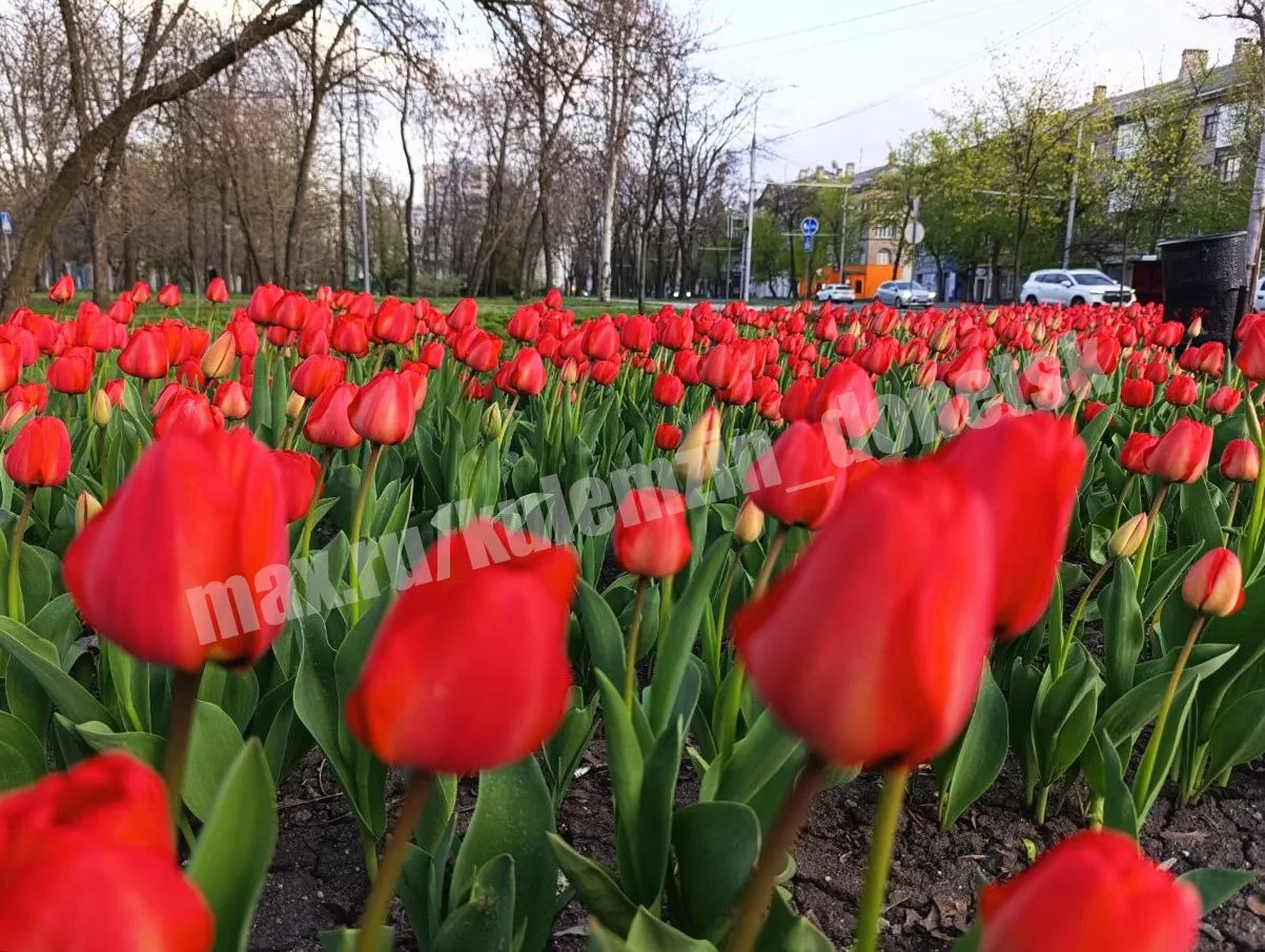 Алексей Кулемзин: Весна в Донецке: море тюльпанов и радости! Алексей Кулемзин: Весна в Донецке: море тюльпанов и радости!
