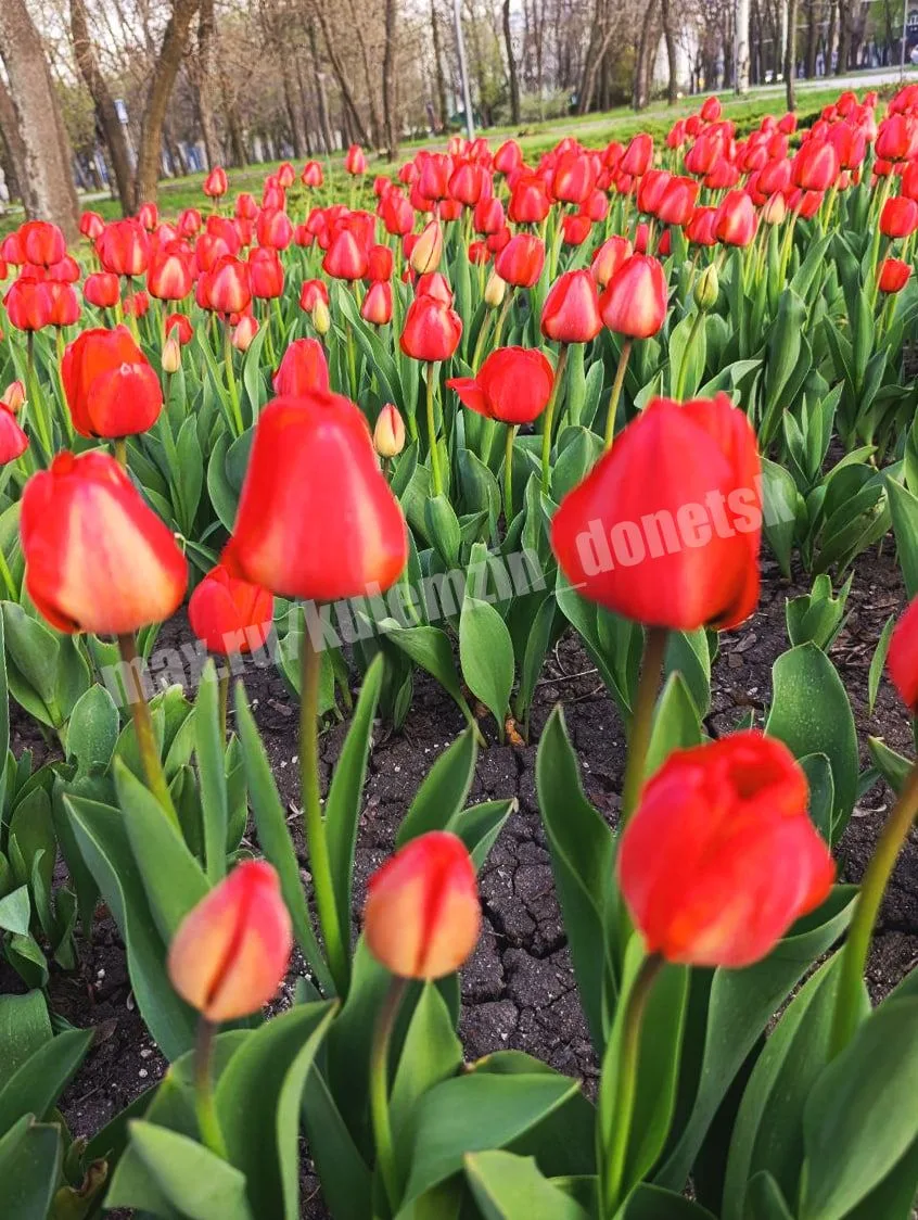 Алексей Кулемзин: Весна в Донецке: море тюльпанов и радости! Алексей Кулемзин: Весна в Донецке: море тюльпанов и радости!