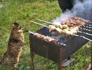 Майские на носу — и юристы предупреждают: за шашлыки во дворе можно получить штраф до 15 тысяч рублей