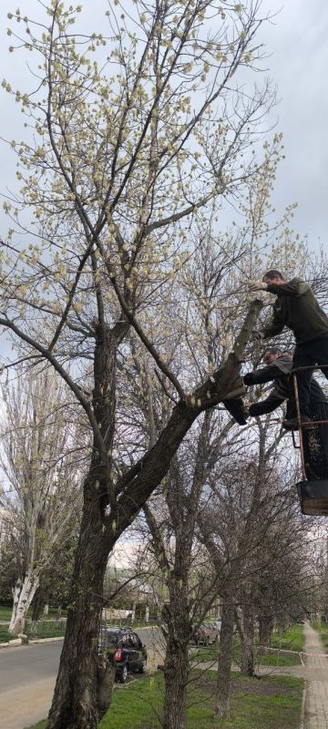 В Старобешевском округе продолжаются работы по кронированию аварийных деревьев В Старобешевском округе продолжаются работы по кронированию аварийных деревьев