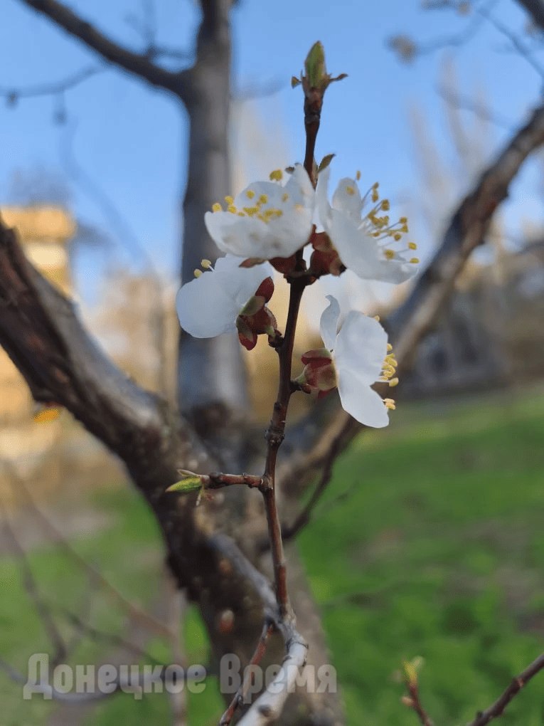 Поможет задымление: в Россельхозцентре рассказали, как защитить абрикосовые деревья от холодов Поможет задымление: в Россельхозцентре рассказали, как защитить абрикосовые деревья от холодов